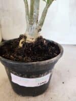 Planta Dobrada 3779 – 30cm – 02 anos - Imagem 7