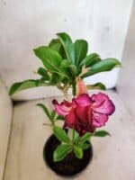 Planta Dobrada 3779 – 30cm – 02 anos - Imagem 4