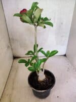 Planta Dobrada 3779 – 30cm – 02 anos - Imagem 5