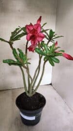 Planta Dobrada 3780 – 35cm – 03 anos - Imagem 2
