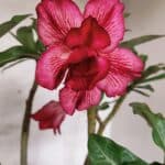 Planta Dobrada 3780 – 35cm – 03 anos