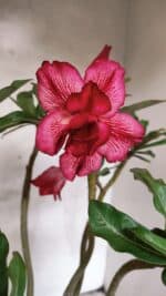 Planta Dobrada 3780 – 35cm – 03 anos