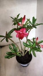 Planta Dobrada 3780 – 35cm – 03 anos - Imagem 4