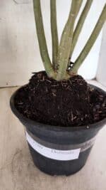 Planta Dobrada 3780 – 35cm – 03 anos - Imagem 7