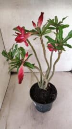 Planta Dobrada 3780 – 35cm – 03 anos - Imagem 6