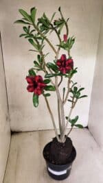 Planta Dobrada 3781 – 35cm – 03 anos - Imagem 2