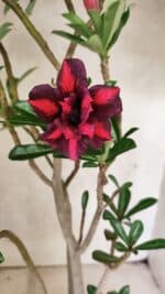 Planta Dobrada 3781 – 35cm – 03 anos - Imagem 3