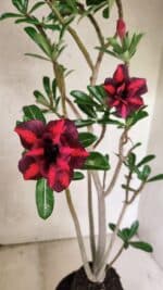 Planta Dobrada 3781 – 35cm – 03 anos - Imagem 5