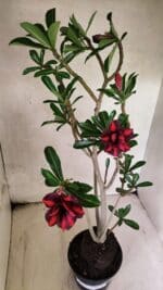 Planta Dobrada 3781 – 35cm – 03 anos - Imagem 7