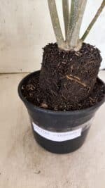 Planta Dobrada 3781 – 35cm – 03 anos - Imagem 9