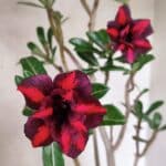 Planta Dobrada 3781 – 35cm – 03 anos