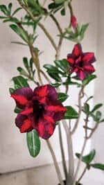 Planta Dobrada 3781 – 35cm – 03 anos