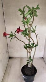 Planta Dobrada 3781 – 35cm – 03 anos - Imagem 8