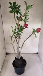 Planta Dobrada 3781 – 35cm – 03 anos - Imagem 6