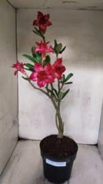 Planta Dobrada 3782 – 40cm – 03 anos - Imagem 2