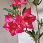 Planta Dobrada 3782 – 40cm – 03 anos