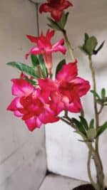 Planta Dobrada 3782 – 40cm – 03 anos