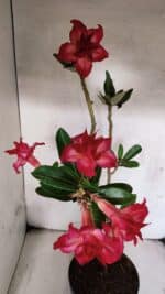 Planta Dobrada 3782 – 40cm – 03 anos - Imagem 5