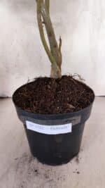 Planta Dobrada 3782 – 40cm – 03 anos - Imagem 8