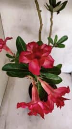 Planta Dobrada 3782 – 40cm – 03 anos - Imagem 4