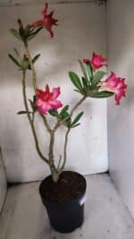 Planta Dobrada 3782 – 40cm – 03 anos - Imagem 7