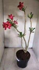 Planta Dobrada 3782 – 40cm – 03 anos - Imagem 6