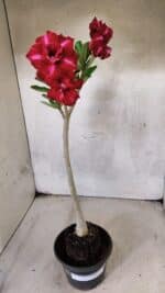 Planta Dobrada 3783 – 35cm – 03 anos - Imagem 2