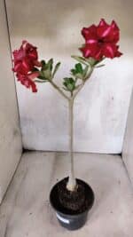 Planta Dobrada 3783 – 35cm – 03 anos - Imagem 5