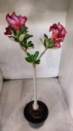 Planta Dobrada 3783 – 35cm – 03 anos - Imagem 4