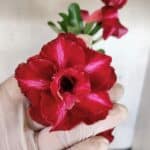 Planta Dobrada 3783 – 35cm – 03 anos