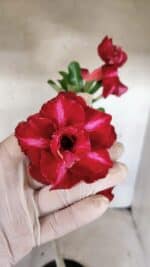 Planta Dobrada 3783 – 35cm – 03 anos