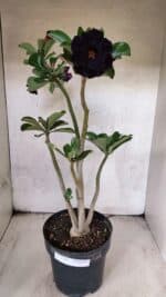 Planta Dobrada 3784 – 50cm – 04 anos - Imagem 2