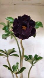 Planta Dobrada 3784 – 50cm – 04 anos - Imagem 5