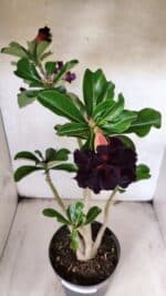 Planta Dobrada 3784 – 50cm – 04 anos - Imagem 4