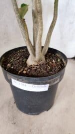 Planta Dobrada 3784 – 50cm – 04 anos - Imagem 8