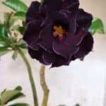 Planta Dobrada 3784 – 50cm – 04 anos