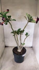 Planta Dobrada 3784 – 50cm – 04 anos - Imagem 7