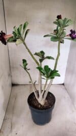 Planta Dobrada 3784 – 50cm – 04 anos - Imagem 6