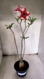 Planta Dobrada 3785 – 35cm – 03 anos - Imagem 2