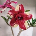 Planta Dobrada 3785 – 35cm – 03 anos