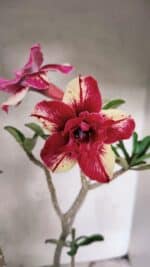 Planta Dobrada 3785 – 35cm – 03 anos