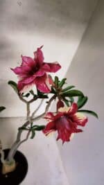 Planta Dobrada 3785 – 35cm – 03 anos - Imagem 4