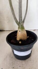 Planta Dobrada 3785 – 35cm – 03 anos - Imagem 6