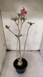 Planta Dobrada 3785 – 35cm – 03 anos - Imagem 7