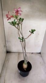 Planta Dobrada 3785 – 35cm – 03 anos - Imagem 5