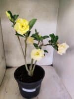 Planta Dobrada 3787 – 40cm – 03 anos - Imagem 2