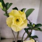 Planta Dobrada 3787 – 40cm – 03 anos