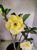 Planta Dobrada 3787 – 40cm – 03 anos