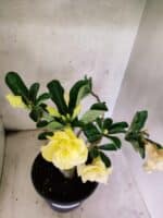 Planta Dobrada 3787 – 40cm – 03 anos - Imagem 4