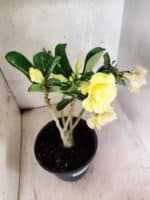 Planta Dobrada 3787 – 40cm – 03 anos - Imagem 5